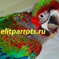 Гибриды попугаев ара - ручные птенцы, в Москве