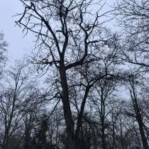 Спил деревьев, чистка участков, в Новороссийске