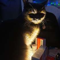 Котик шотландец 1 годик кастрирован, в Кургане