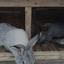 Кролики, в Старом Осколе
