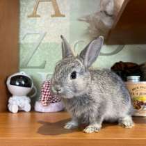 Продам декоративных кроликов, в Прокопьевске