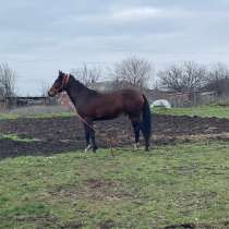 ПРОДАМ!!!!, в Краснодаре