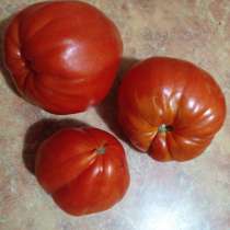 Семена экзотических и урожайных сортов томата, в Барнауле