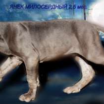 Кобель Немецкого Дога, в Санкт-Петербурге