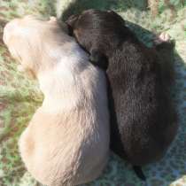 Иньянские щенки, в Евпатории