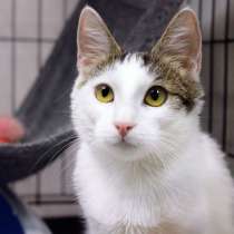 Котёнок Гайка ищет ключик к сердцу надежного человека, в Москве
