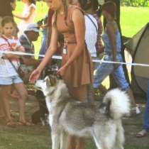 продаже качественные щенки маламута от элитных родителей, в г.Минск