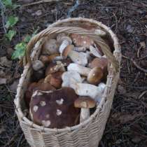 Свежие белые грибы, молодые подосиновики и подберезовики, в Ярославле