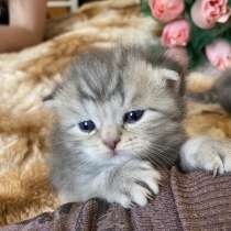 Продаются котята британские, вислоухие, родились 18.05), в Брянске