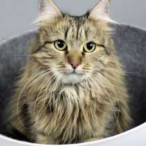 Сибирская красавица Буся окраса табби ищет дом, в Москве