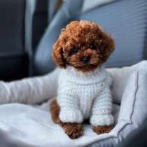 Той-пудель, в Москве