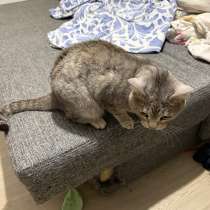 Отдам кота в добрые руки. Кот домашний на улицу не выходил, в Тюмени