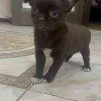 Чихуахуа щенки, в Москве