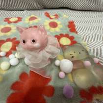 Сквиши, в Санкт-Петербурге