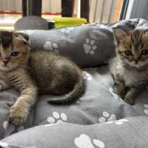 Шотландские котята, в Ставрополе