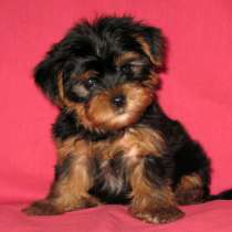 Продаются щенки йоркширкого терьера, в Москве