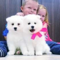 Красивенные белоснежные щенки самоедики, в Оренбурге
