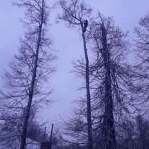 Спил деревьев, арбористы, альпинисты, в Казани