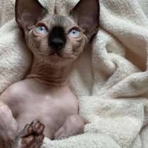 Sphynx boy with blue eyes, в Москве