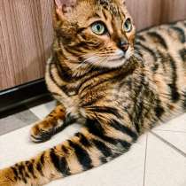 Красивейшая бенгальская кошка Стефания ищет дом и семью, в Белгороде