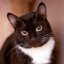 С печальным прошлым кошечка Арабика, в Москве