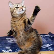 Кошка подросток Тринити, полосатый позитив, в Калуге