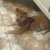 Сиба Ину, в Екатеринбурге