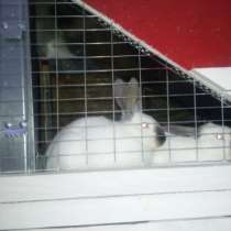 Кролики, в Коломне