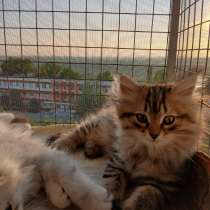 Сибирские котята, в г.Бендеры