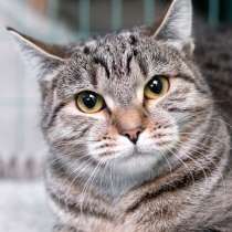 Полосатая кошечка Марфуша в добрые руки, в Москве