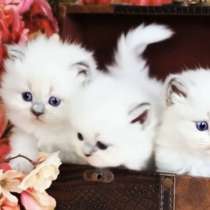 Самые нежные кошечки Рэгдолл, в Москве