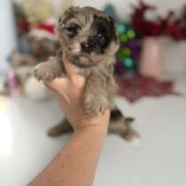 Щенки шокомерле йоркширского терьера, в Санкт-Петербурге