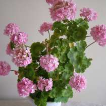 Герань розовая полумахровая, молодое растение, в Москве