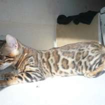 Бенгальский кот с выставочными оценками, в Комсомольске-на-Амуре