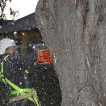 Удаление аварийных опасных труднодоступных деревьев, в Белгороде