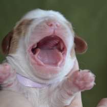 кавалер-кинг-чарльз-спаниель, в Санкт-Петербурге