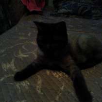 Отдам кошечку Британика с шотландцем, стриженая в хорошие ру, в Москве