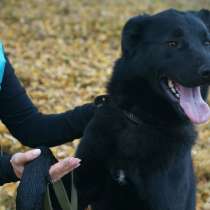 Собаки ищутдом, в Екатеринбурге