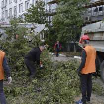 Спилить дерево в Белгороде и Белгородской области, в Белгороде