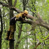 удаление аварийных деревьев в домодедово, в Домодедове