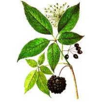 Элеутерококк корень, 50г, в Москве