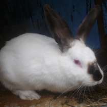 Кролик Калифорнийский, самка покрытая!, в Перми