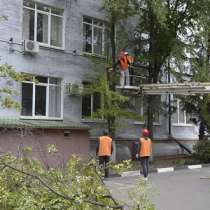 Спилить дерево любой сложности в Белгороде, в Белгороде