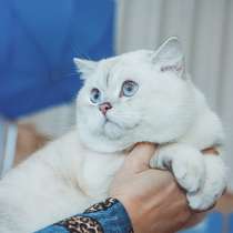 Чистокровные британские котята драгоценного окраса, в Новосибирске