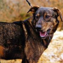 Джей,преданный охранник, в дар, в Москве