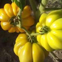 Семена высокоурожайных сортов томатов собственного сбора, в г.Витебск