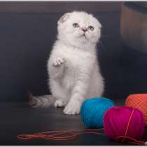 Вислоухая красавица голубоглазая, в Москве