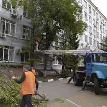 Спил аварийных деревьев, в Белгороде