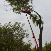 Спилить, удалить дерево в Белгороде, в Белгороде