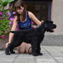 высокопородный щенок русского черного терьера, в Оренбурге
